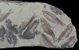 Fossil Fish (Gosiutichthys) Mortality Plate - Lake Gosiute #63158-1